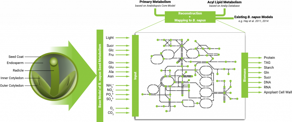 Figure 1: Constructing a base model for B. napus seed metabolism