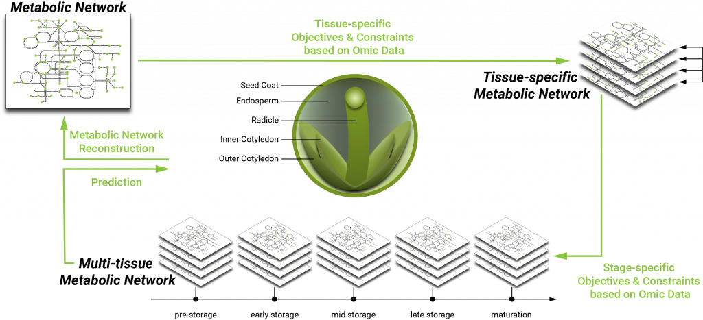 Figure 2: Constructing a whole seed metabolic model of B. napus seed development